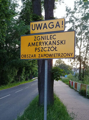 Miniaturka artykułu Zgnilec Amerykański Pszczół